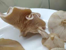 Гриб из Богучар