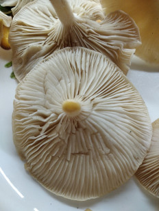 Гриб из Богучар