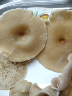 Гриб из Богучар