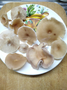 Гриб из Богучар