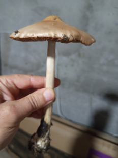 Гриб из Баку