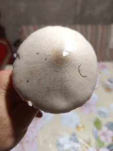 Гриб из Баку