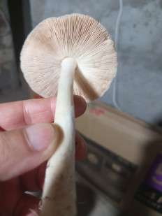 Гриб из Баку