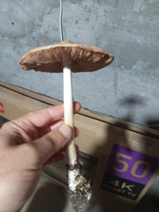 Гриб из Баку