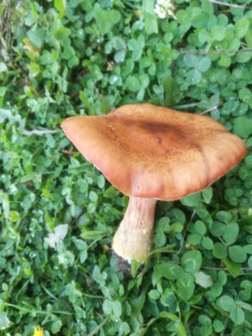 Гриб из біла церква