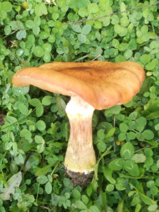 Гриб из біла церква