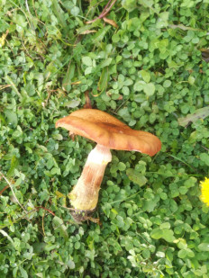 Гриб из біла церква