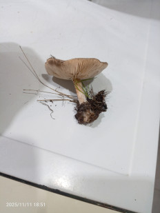 Гриб из Астраханская область