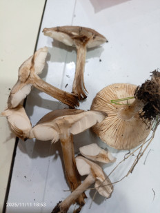 Гриб из Астраханская область