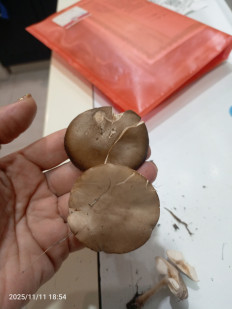 Гриб из Астраханская область