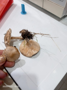 Гриб из Астраханская область