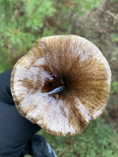 Гриб из Москва