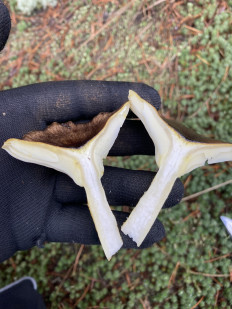 Гриб из Москва