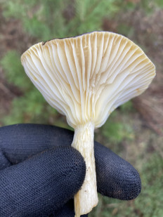 Гриб из Москва