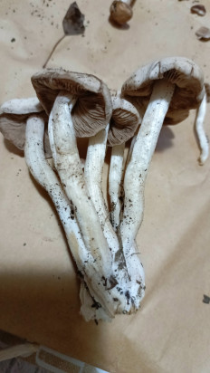 Гриб из Астрахань (Астраханская область)