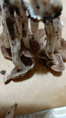 Гриб из Астрахань (Астраханская область)