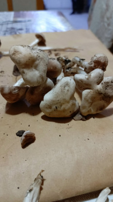 Гриб из Астрахань (Астраханская область)