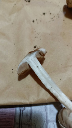 Гриб из Астрахань (Астраханская область)