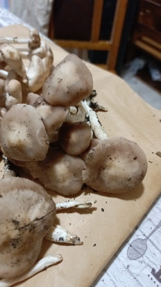 Гриб из Астрахань (Астраханская область)