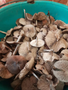 Гриб из Аксай