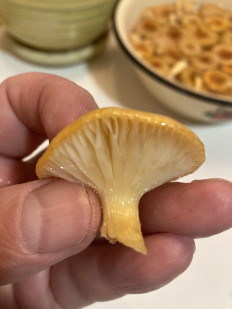 Гриб из Москва