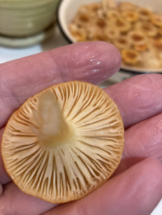 Гриб из Москва