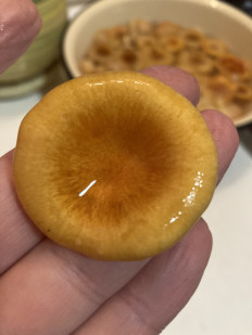 Гриб из Москва