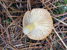 Гриб из Москва