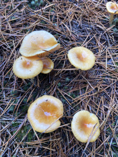 Гриб из Москва