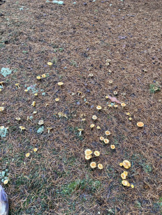 Гриб из Москва