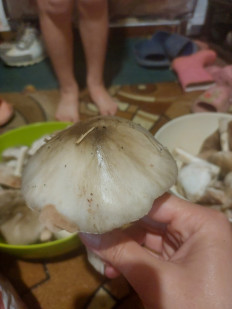 Гриб из Усть-Лабинск