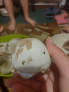 Гриб из Усть-Лабинск