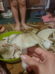 Гриб из Усть-Лабинск