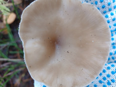 Гриб из Иваново