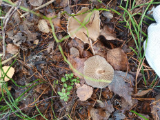 Гриб из Иваново