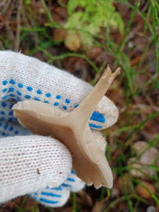 Гриб из Иваново