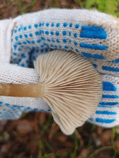 Гриб из Иваново