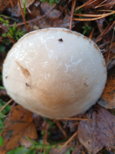 Гриб из Иваново