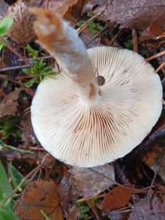 Гриб из Иваново