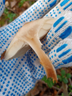 Гриб из Иваново