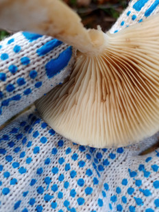 Гриб из Иваново