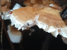 Гриб из Котельнич