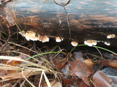 Гриб из Котельнич