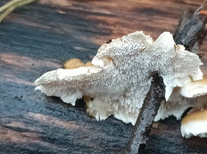 Гриб из Котельнич