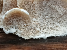 Гриб из Котельнич