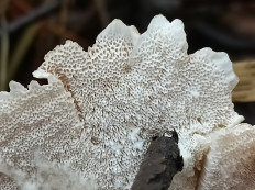 Гриб из Котельнич