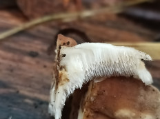 Гриб из Котельнич