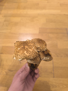 Гриб из Берлин