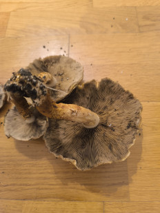 Гриб из Берлин