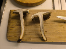 Гриб из Берлин